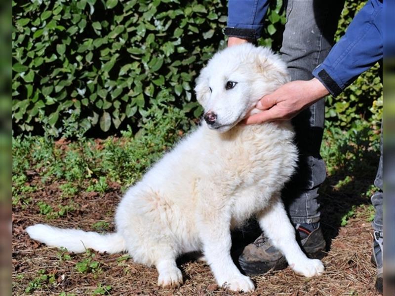 Mirielle - Vier kleine Bärchen suchen dringend Familien