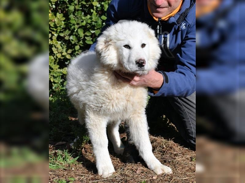 Mirielle - Vier kleine Bärchen suchen dringend Familien