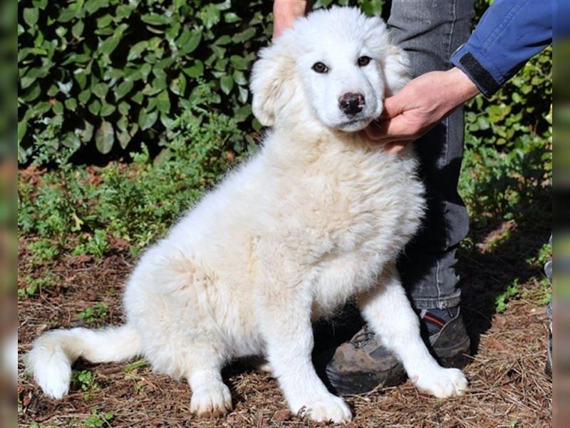 Mirielle - Vier kleine Bärchen suchen dringend Familien