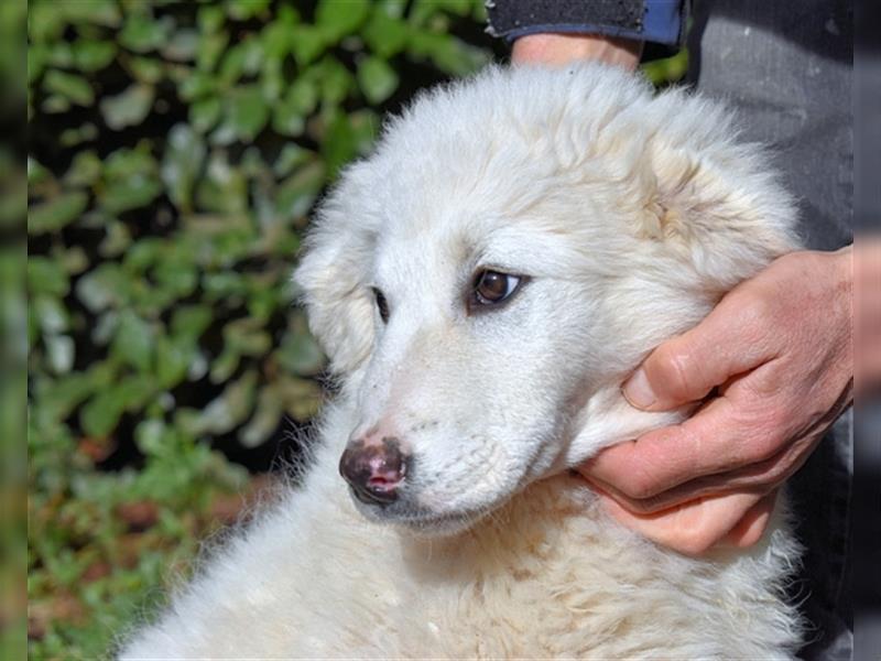 Mirielle - Vier kleine Bärchen suchen dringend Familien