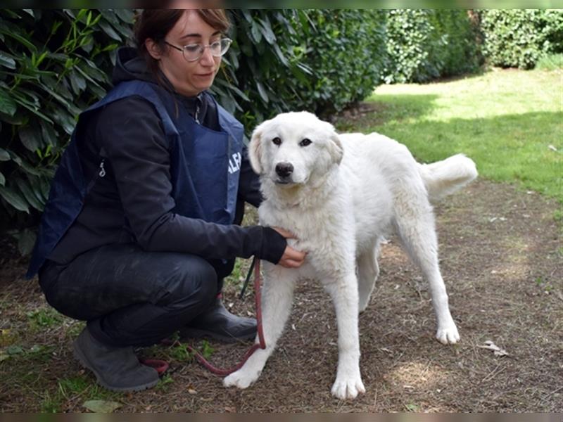 Mirielle - Vier kleine Bärchen suchen dringend Familien