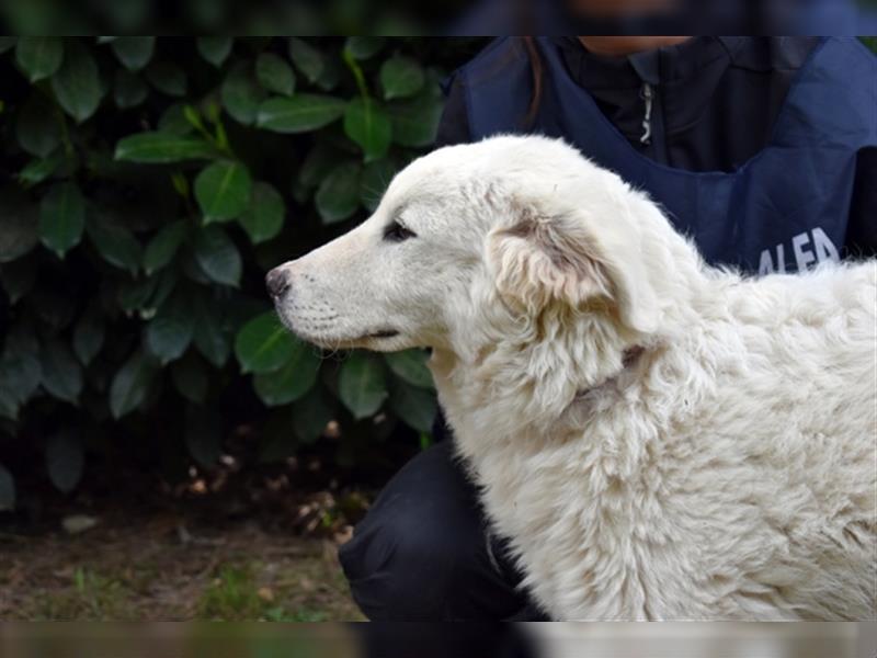 Mirielle - Vier kleine Bärchen suchen dringend Familien