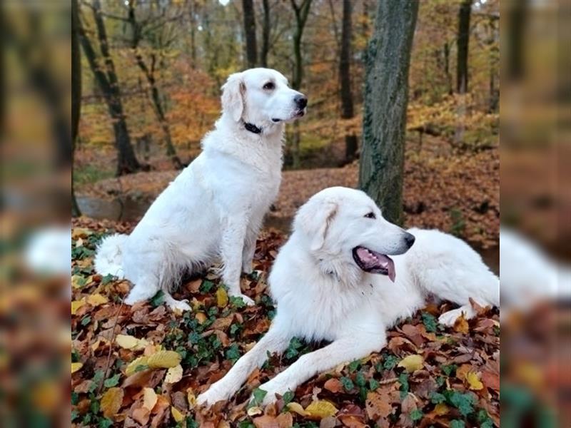 Maremmano Herdenschutzhunde Welpen