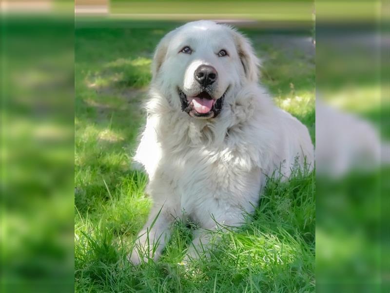 Maremmano Herdenschutzhunde Welpen