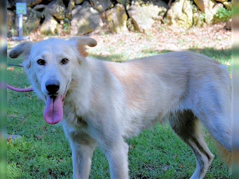 Antiloco - SOS - hübscher Hundemann sucht seinen Platz