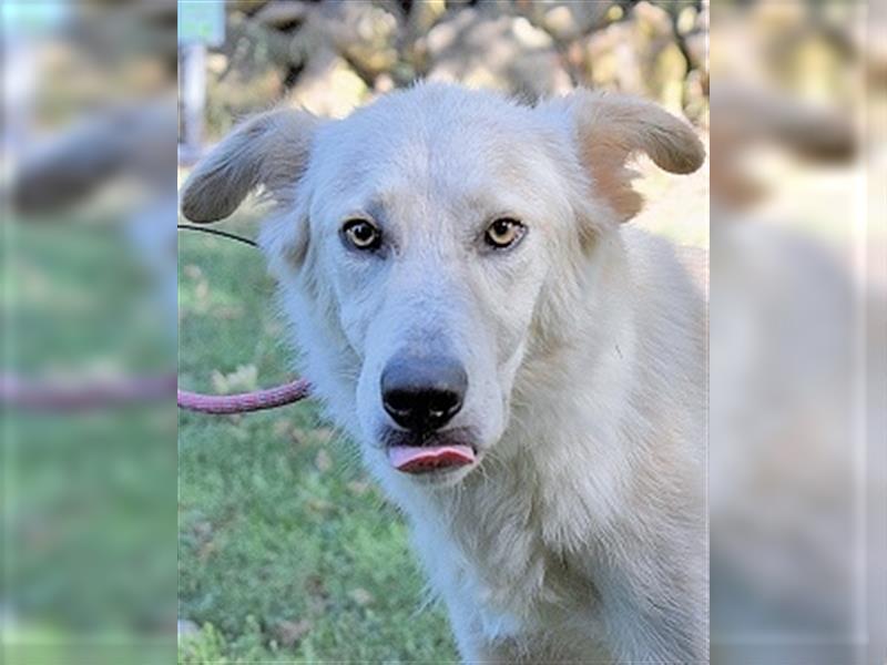 Antiloco - SOS - hübscher Hundemann sucht seinen Platz