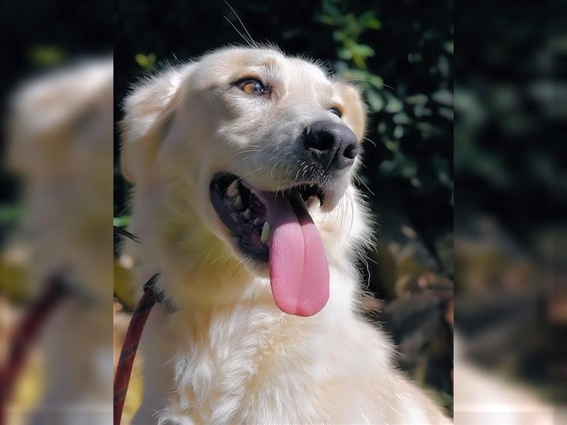 Antiloco - SOS - hübscher Hundemann sucht seinen Platz