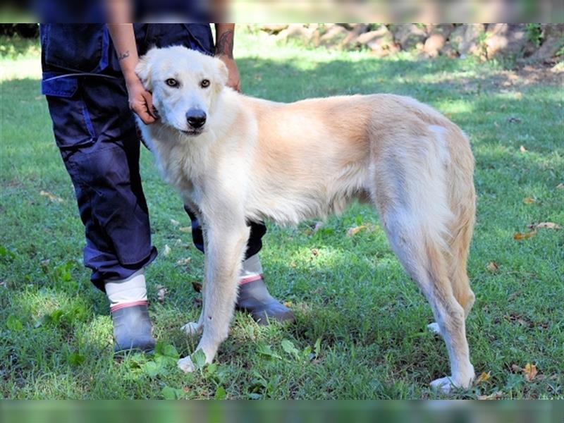 Antiloco - SOS - hübscher Hundemann sucht seinen Platz