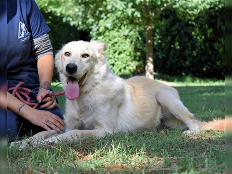 Antiloco - SOS - hübscher Hundemann sucht seinen Platz