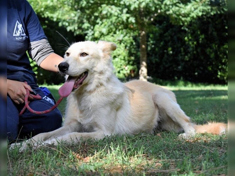 Antiloco - SOS - hübscher Hundemann sucht seinen Platz