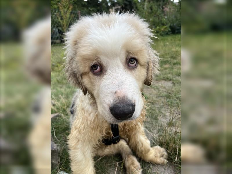 Hütehund - Pyrenäen Schäferhund / Bernasen Mix 3 Welpe Rüde