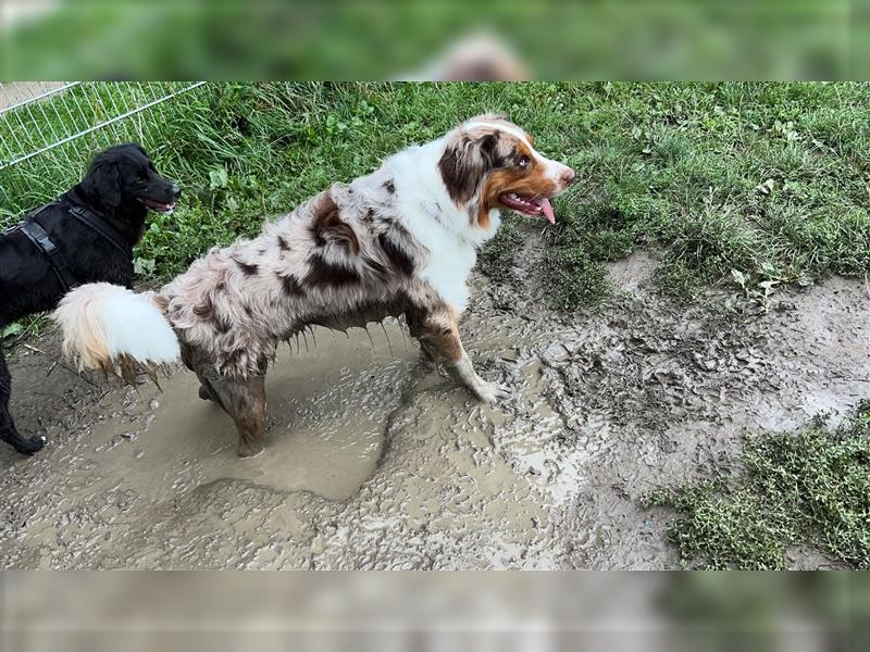 Balu sucht ein Zuhause für immer