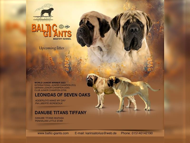 Mastiff Welpen