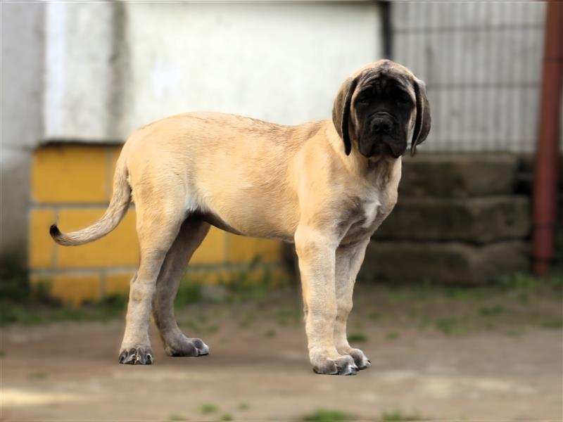 Mastiff Welpen