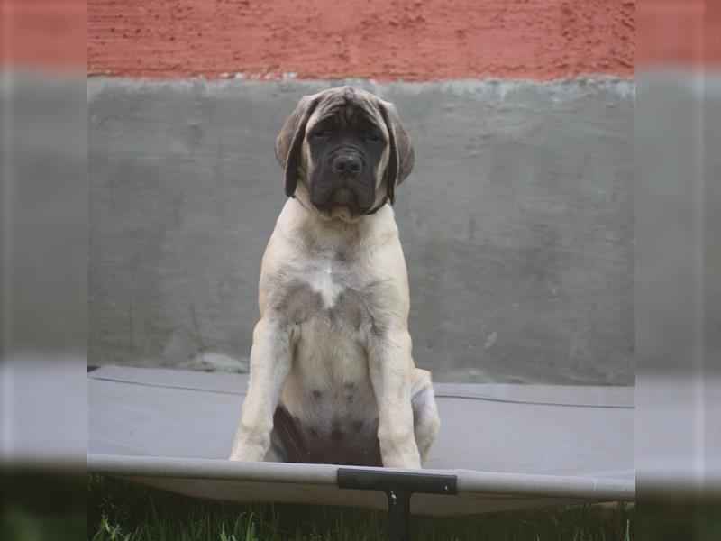 Mastiff Welpen