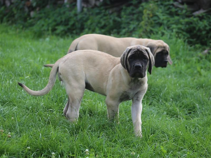 Mastiff Welpen