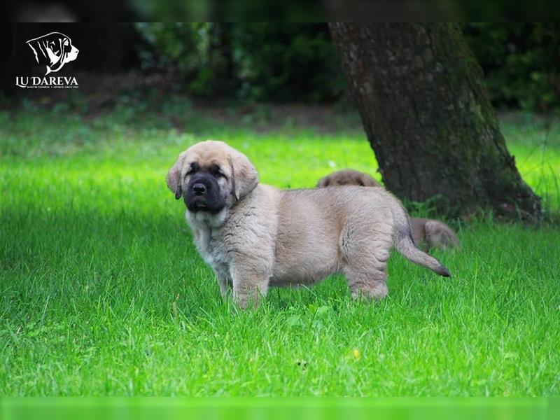 Spanischer Mastiff Welpen