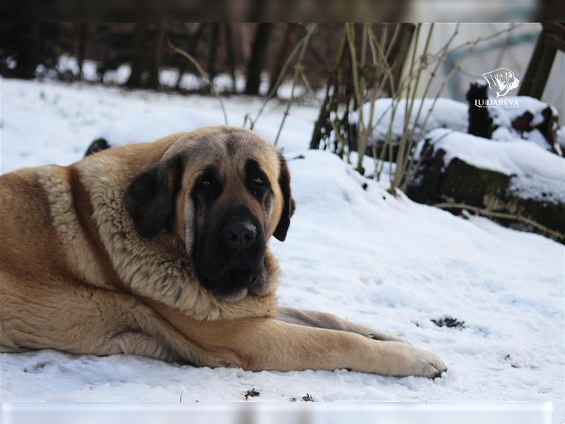 Spanischer Mastiff Welpen