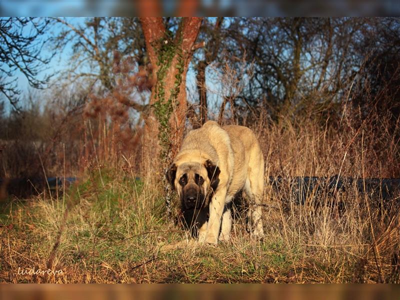 Spanischer Mastiff Welpen