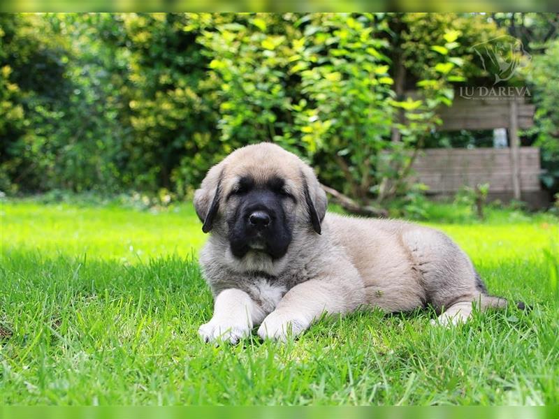 Spanischer Mastiff Welpen