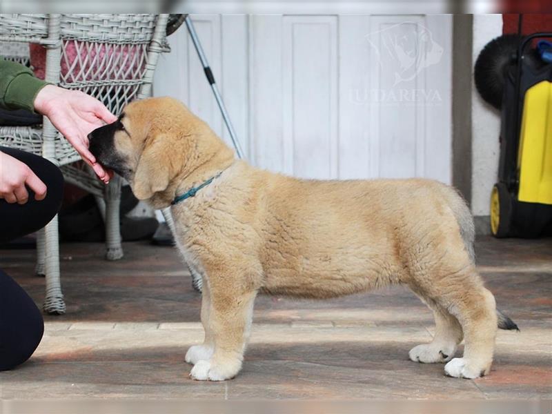 Spanischer Mastiff Welpen