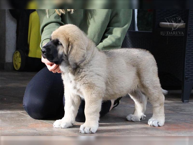 Spanischer Mastiff Welpen