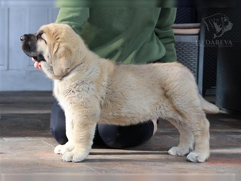 Spanischer Mastiff Welpen