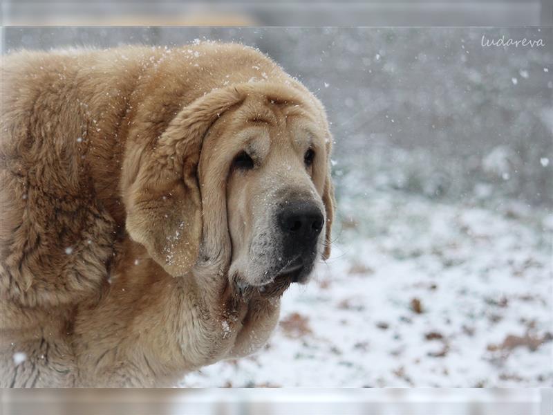 Spanischer Mastiff Welpen