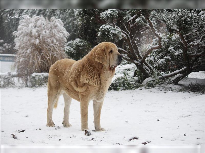 Spanischer Mastiff Welpen