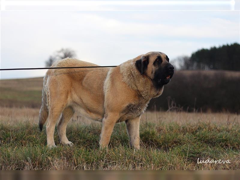 Spanischer Mastiff Welpen