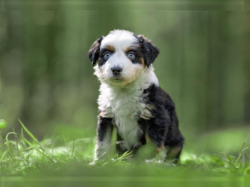 Mini Aussie Welpen (Miniature American Shepherd) tolle Familien und Therapiehunde