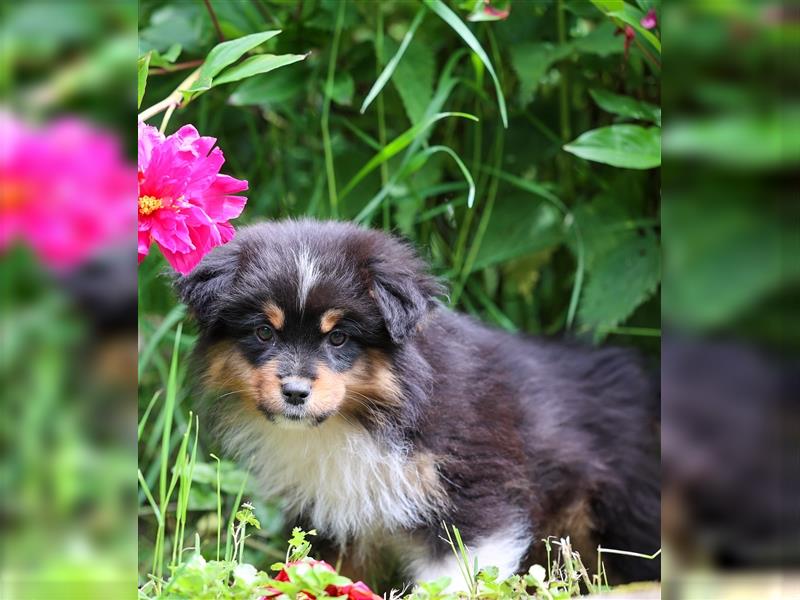 Mini American Shepherd (Showlinie)