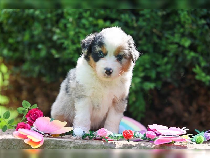 Mini American Shepherd (Showlinie)