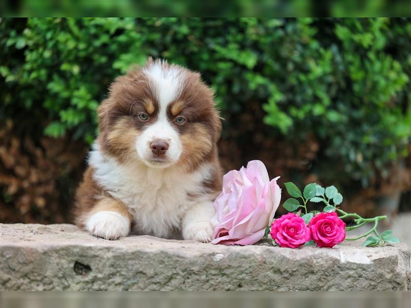 Mini American Shepherd (Showlinie)