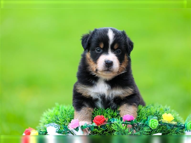 Mini American Shepherd (Showlinie)