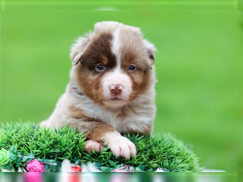 Mini American Shepherd (Showlinie)