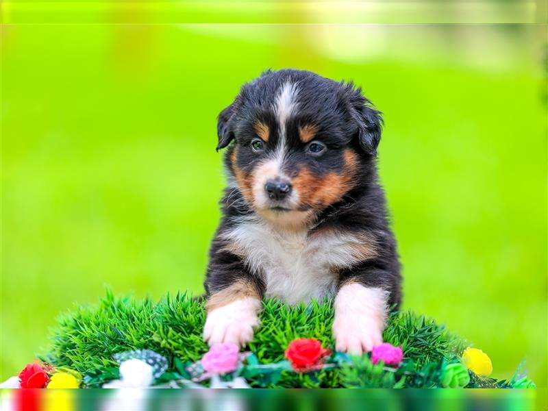 Mini American Shepherd (Showlinie)