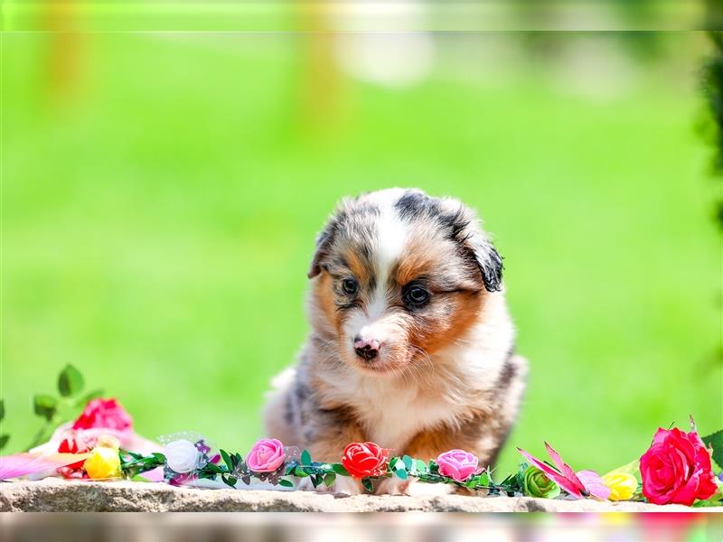 Mini American Shepherd (Showlinie)