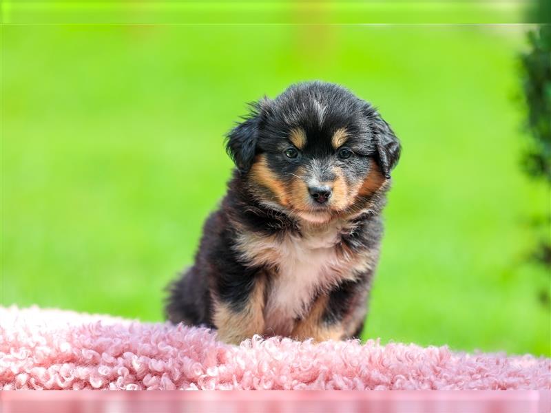 Mini American Shepherd (Showlinie)