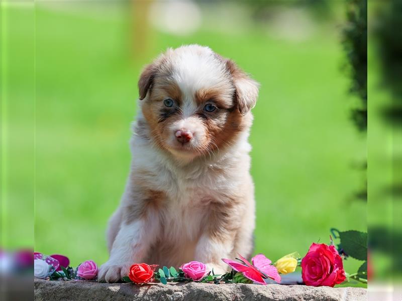 Mini American Shepherd (Showlinie)