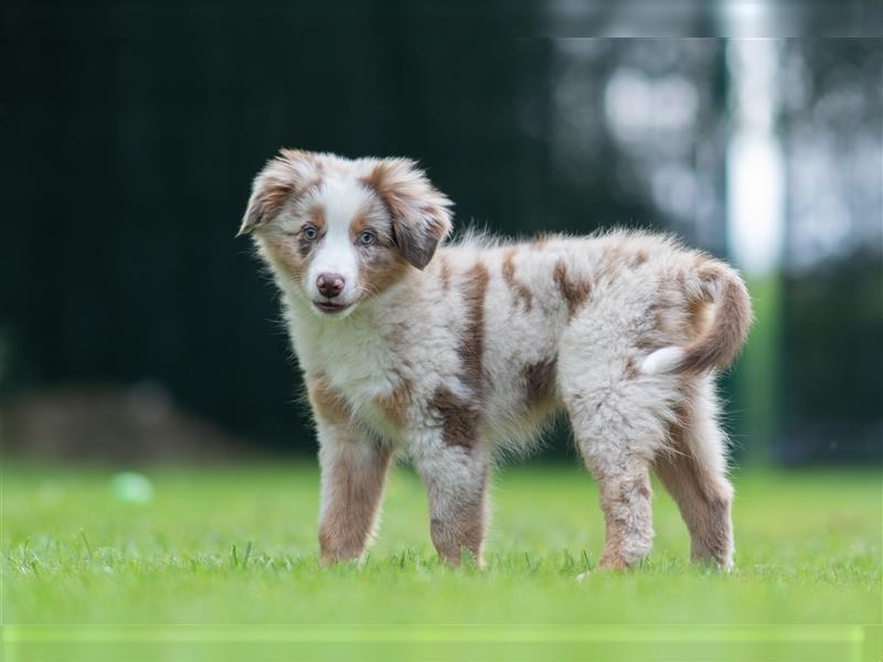 Mini Aussie & Toy Aussie Welpen (Miniature American Shepherd) tolle Familien und Sporthunde