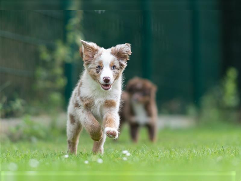 Mini Aussie & Toy Aussie Welpen (Miniature American Shepherd) tolle Familien und Sporthunde