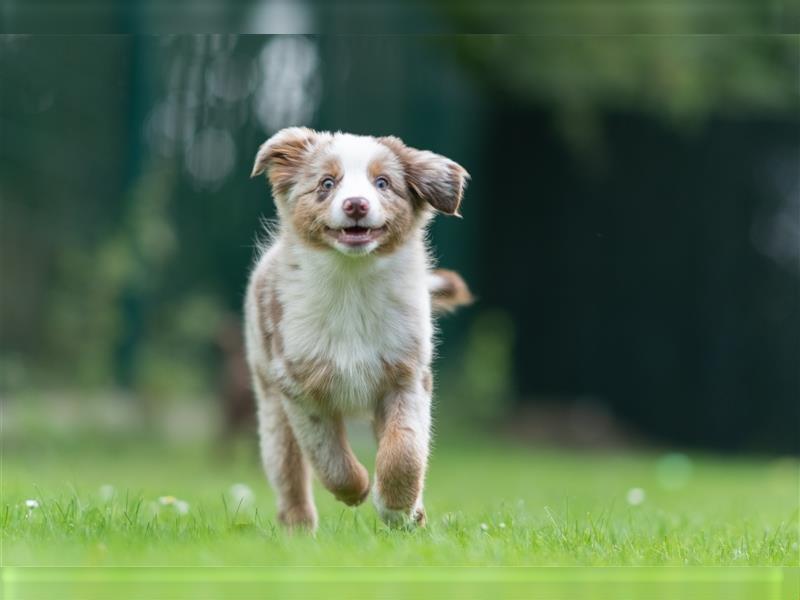 Mini Aussie & Toy Aussie Welpen (Miniature American Shepherd) tolle Familien und Sporthunde