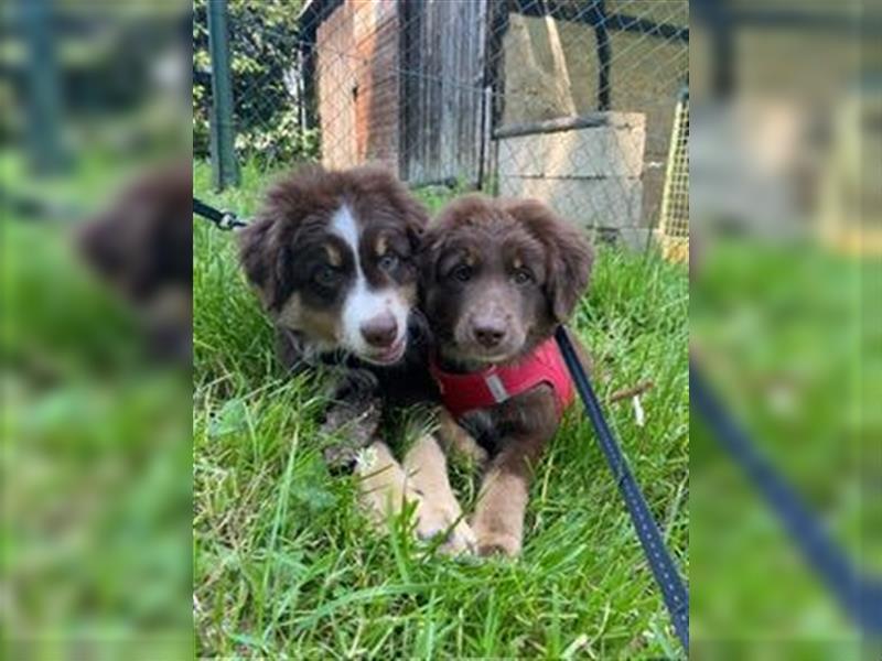 Mini Australian Shepherd Welpen