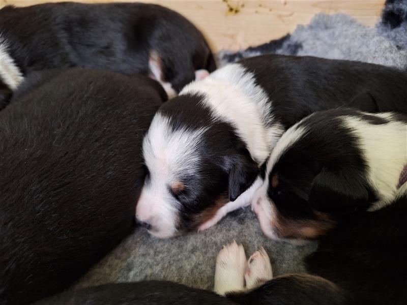 Miniatur Australian Shepherd ×Parson Russell Terrier Welpen (Aussipar)