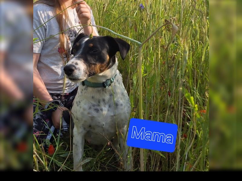 Miniatur Australian Shepherd ×Parson Russell Terrier Welpen (Aussipar)