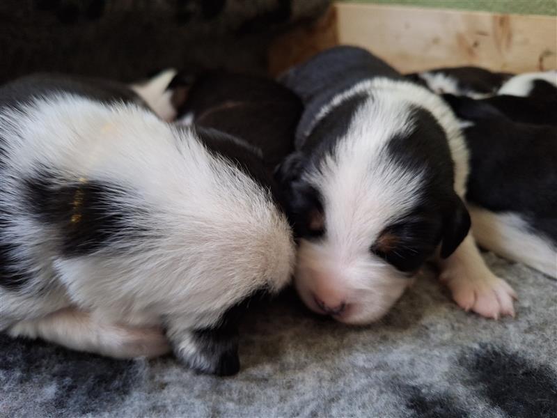 Miniatur Australian Shepherd ×Parson Russell Terrier Welpen (Aussipar)