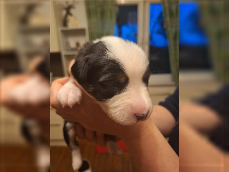 Miniatur Australian Shepherd ×Parson Russell Terrier Welpen (Aussipar)