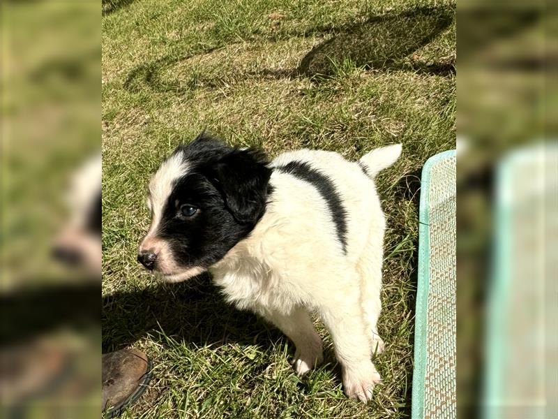 Aussie Mini Miniature Australian Shepherd Border Collie Welpen Showlinie Hündin Rüde