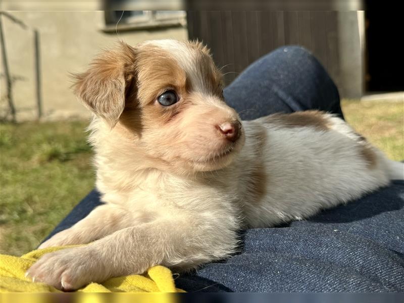 Aussie Mini Miniature Australian Shepherd Border Collie Welpen Showlinie Hündin Rüde